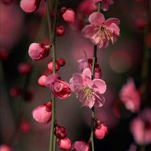 Meet your Posher, Ella